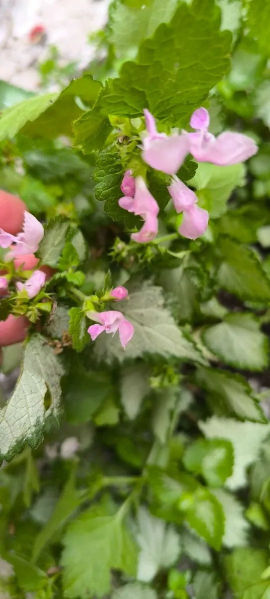 Garden plants - Image 2