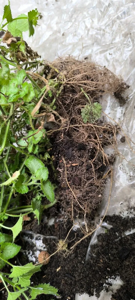 Garden plants - Image 3