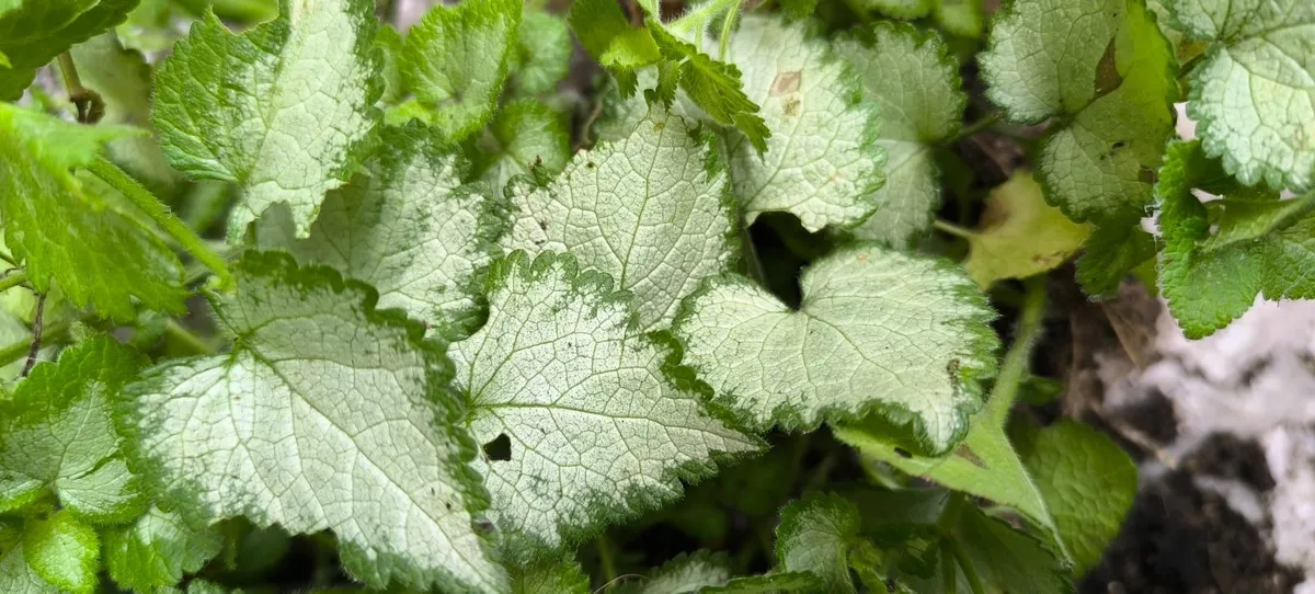 Garden plants - Image 1