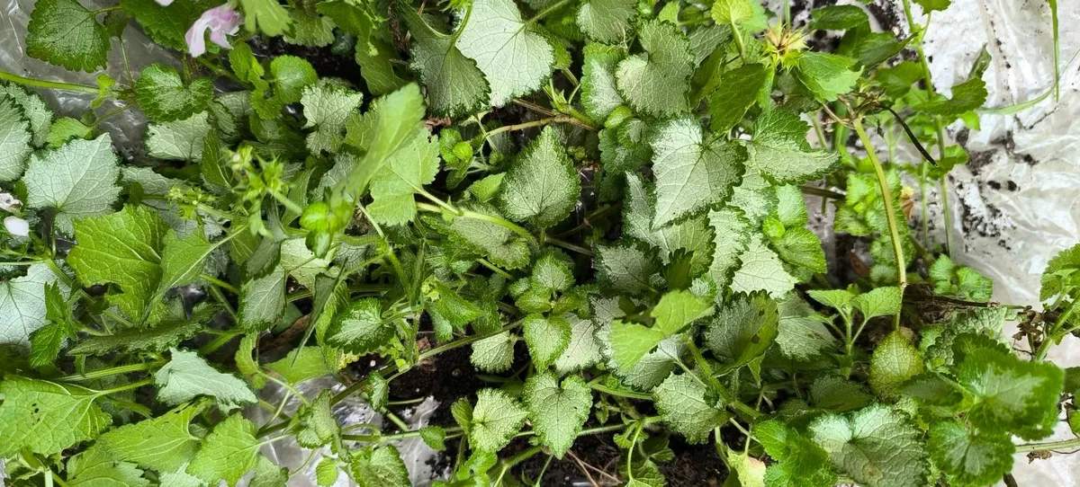 Garden plants - Image 4