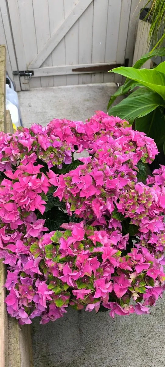 Garden plants - Image 1