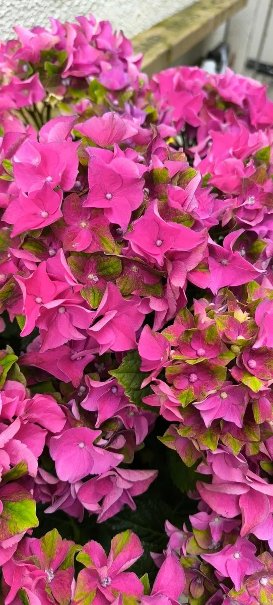 Garden plants - Image 2