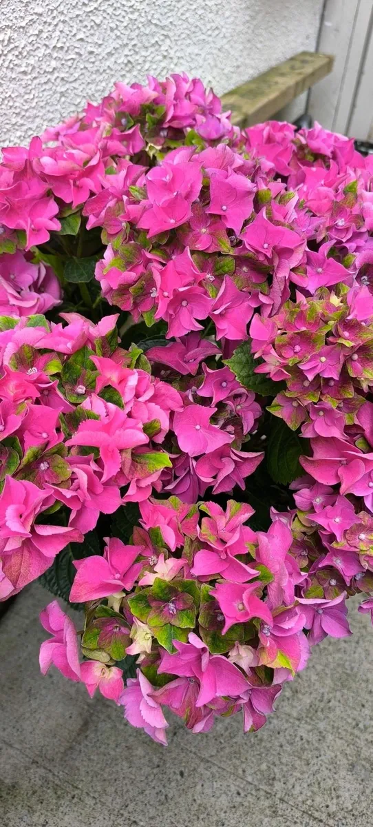 Garden plants - Image 3