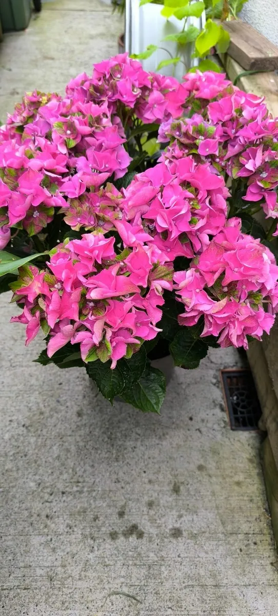 Garden plants - Image 4