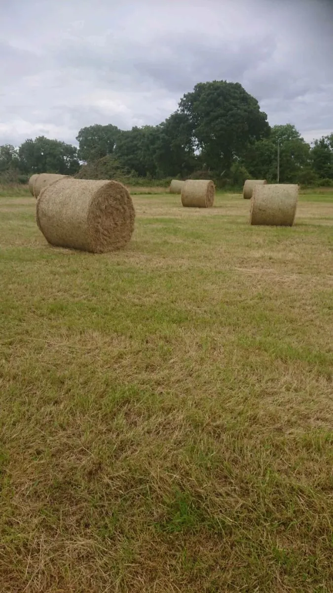 Hay for sale - Image 1