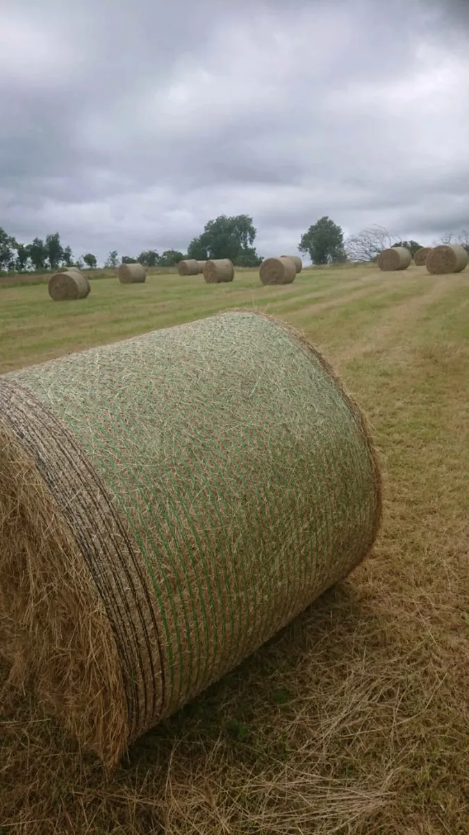 Hay for sale - Image 3