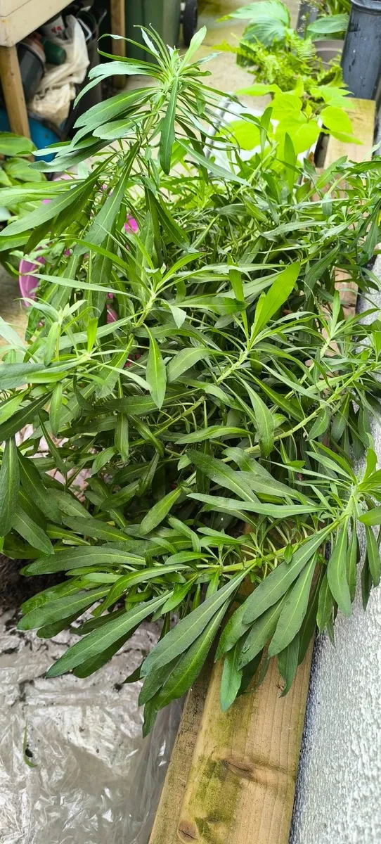 Garden plants - Image 1