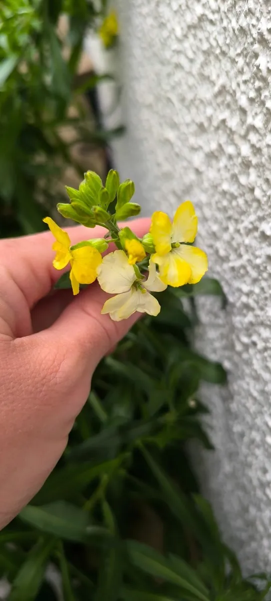 Garden plants - Image 2