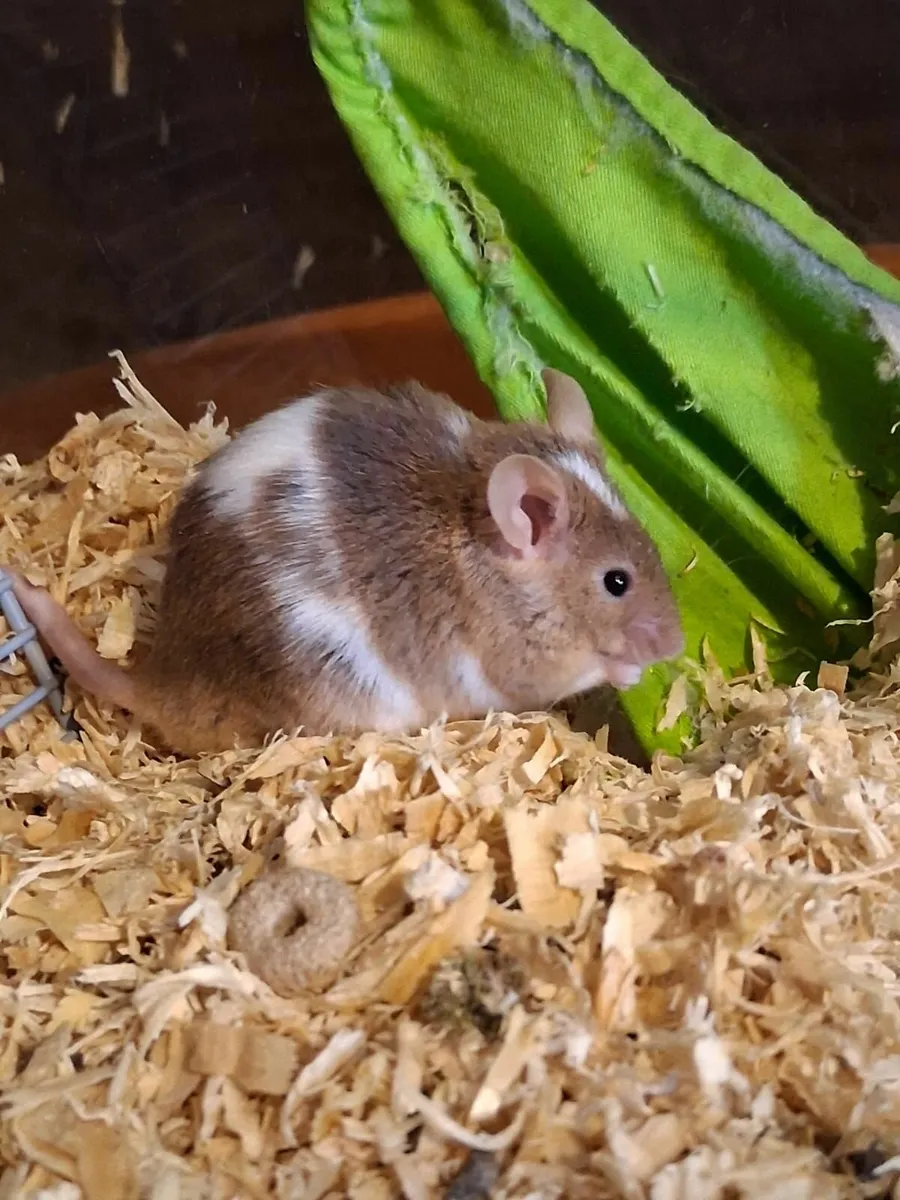 Mice - Image 1