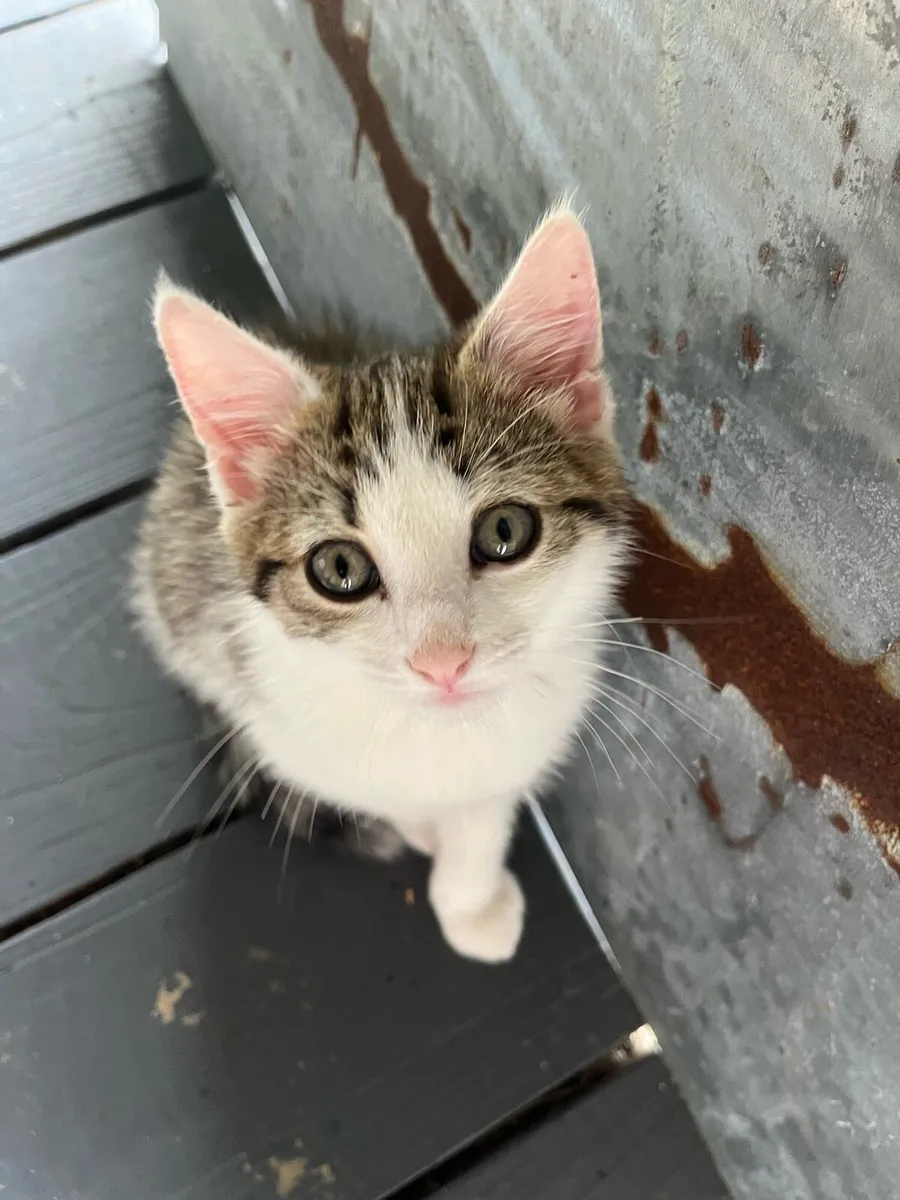Kittens - Image 1