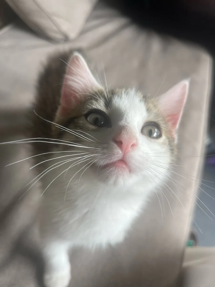 Kittens - Image 2
