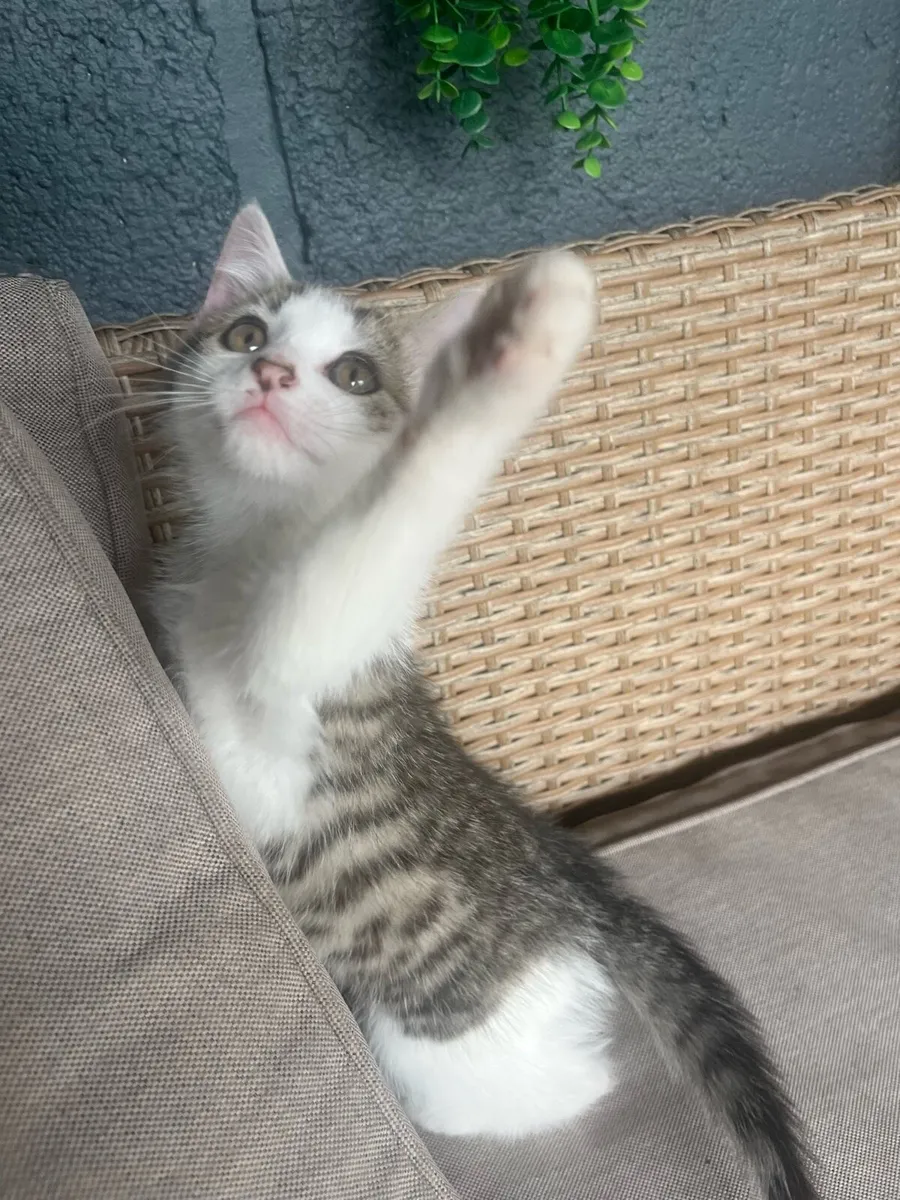 Kittens - Image 3