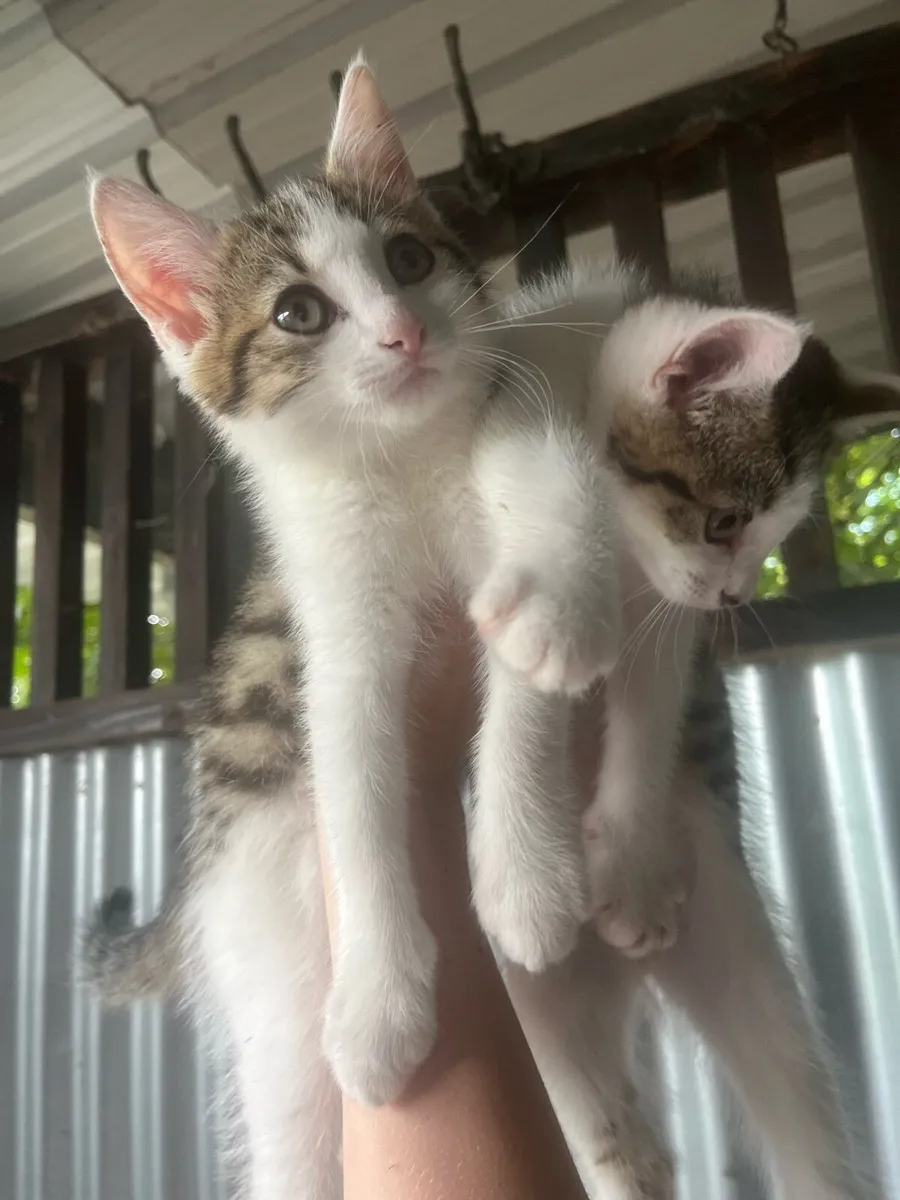 Kittens - Image 4