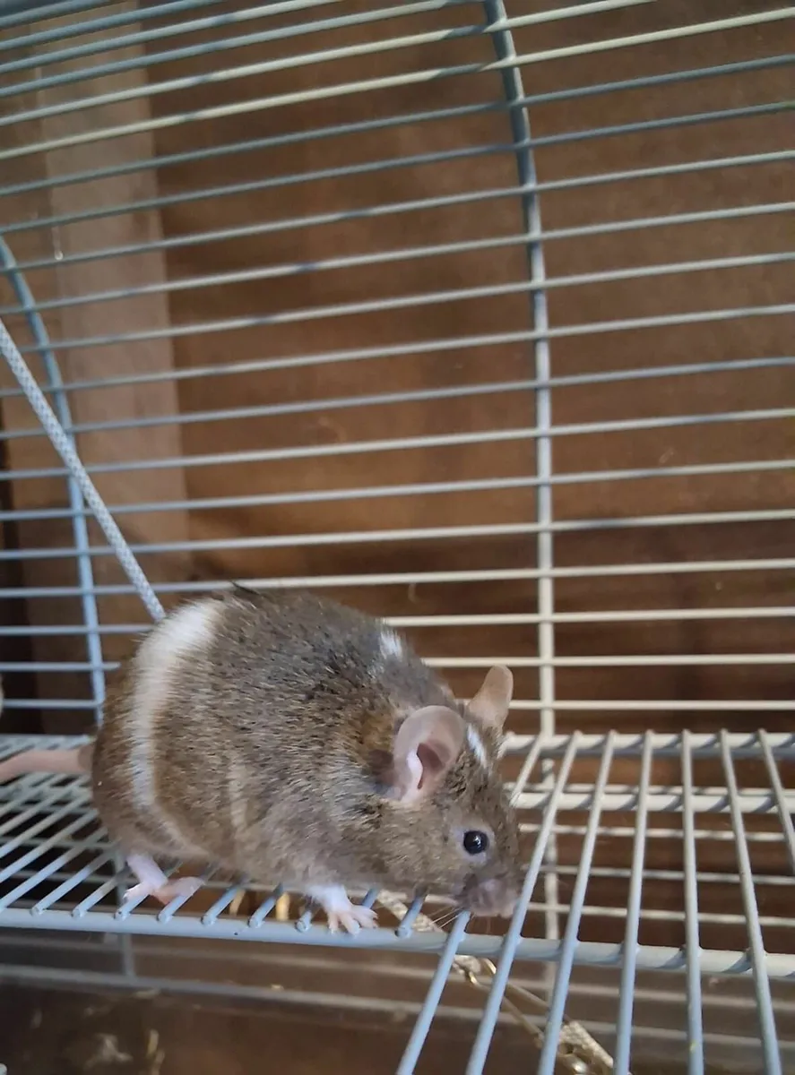Mice - Image 2