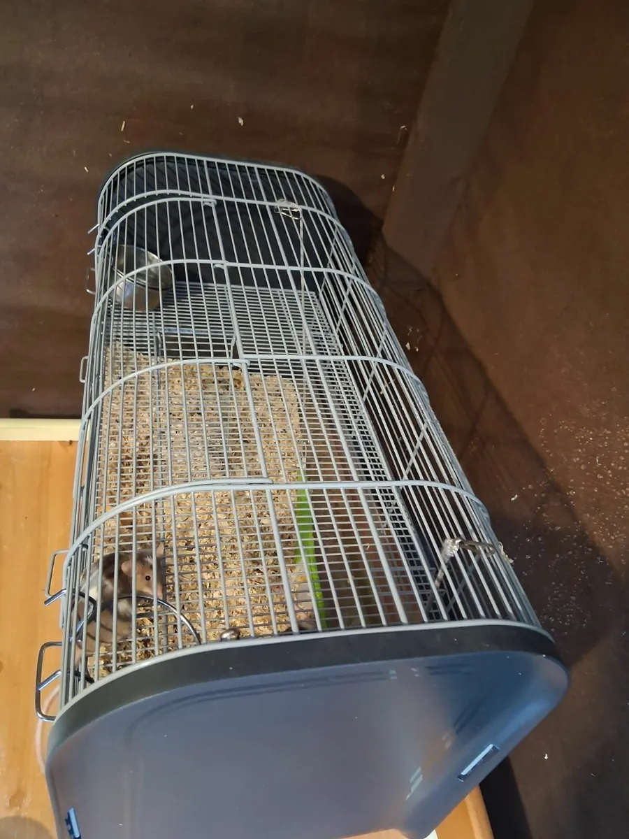 Mice - Image 3