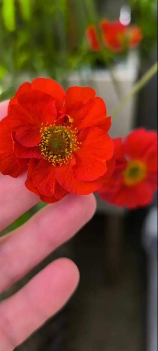 Garden plants - Image 4