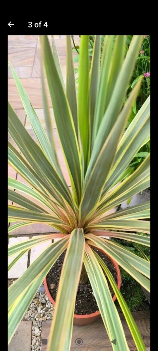 Garden plants - Image 1