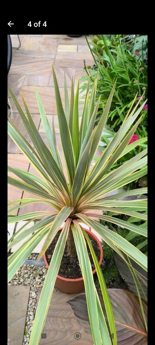 Garden plants - Image 2