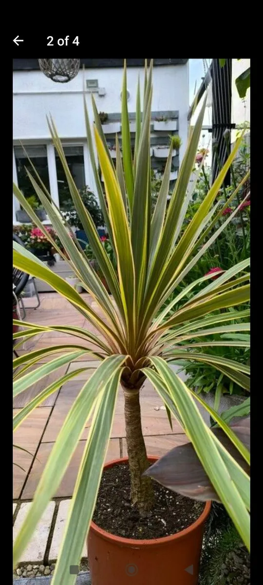 Garden plants - Image 3