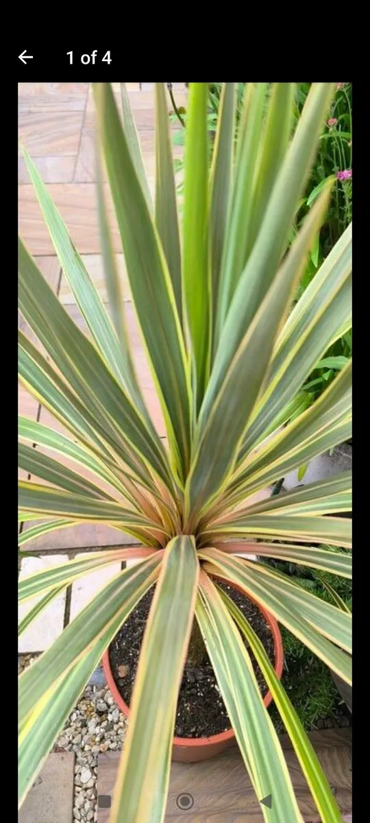 Garden plants - Image 4