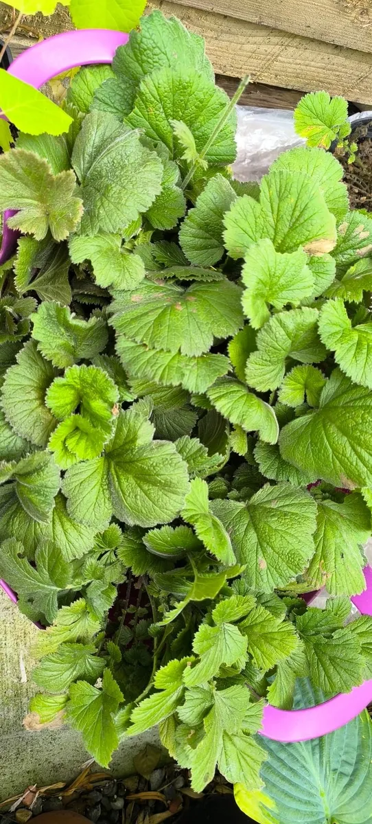 Garden plants - Image 1
