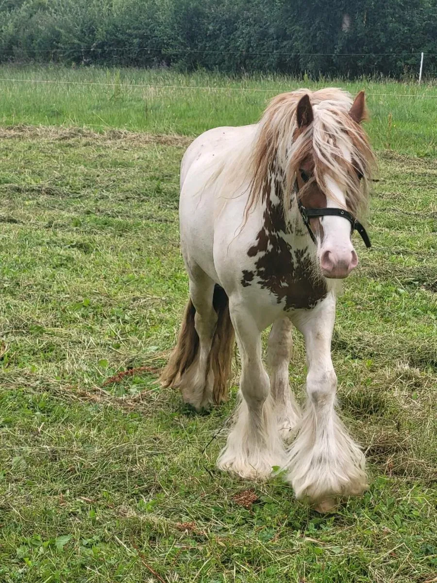 Colt - Image 1