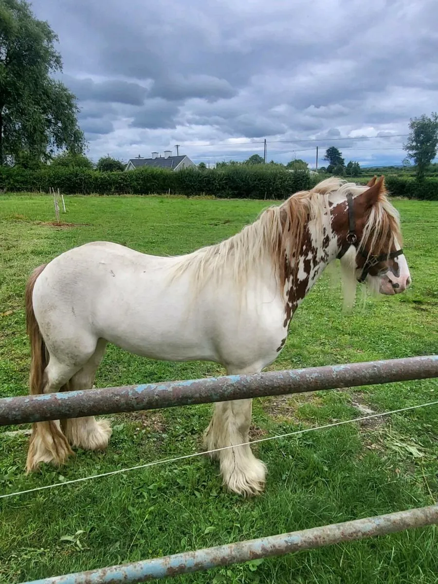 Colt - Image 4
