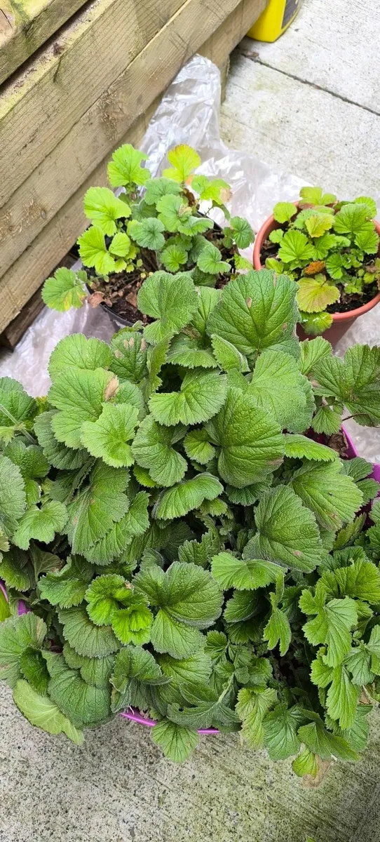 Garden plants - Image 2