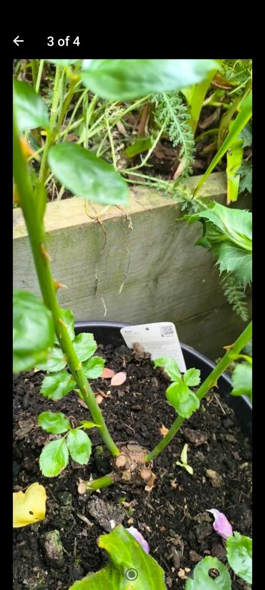 Garden plants - Image 2