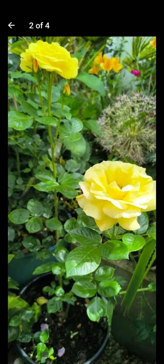 Garden plants - Image 3