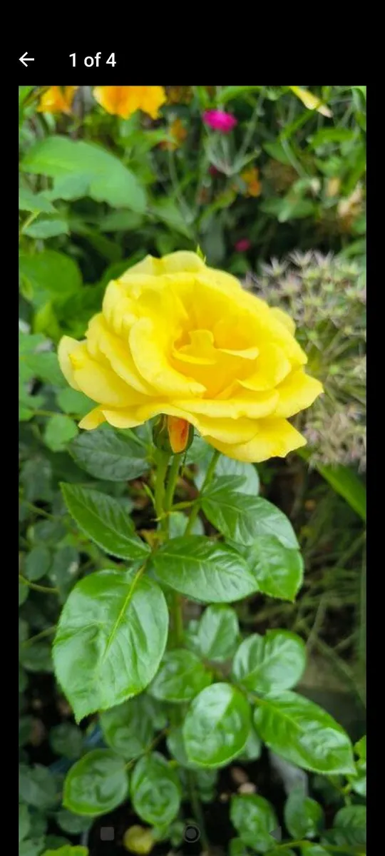 Garden plants - Image 1
