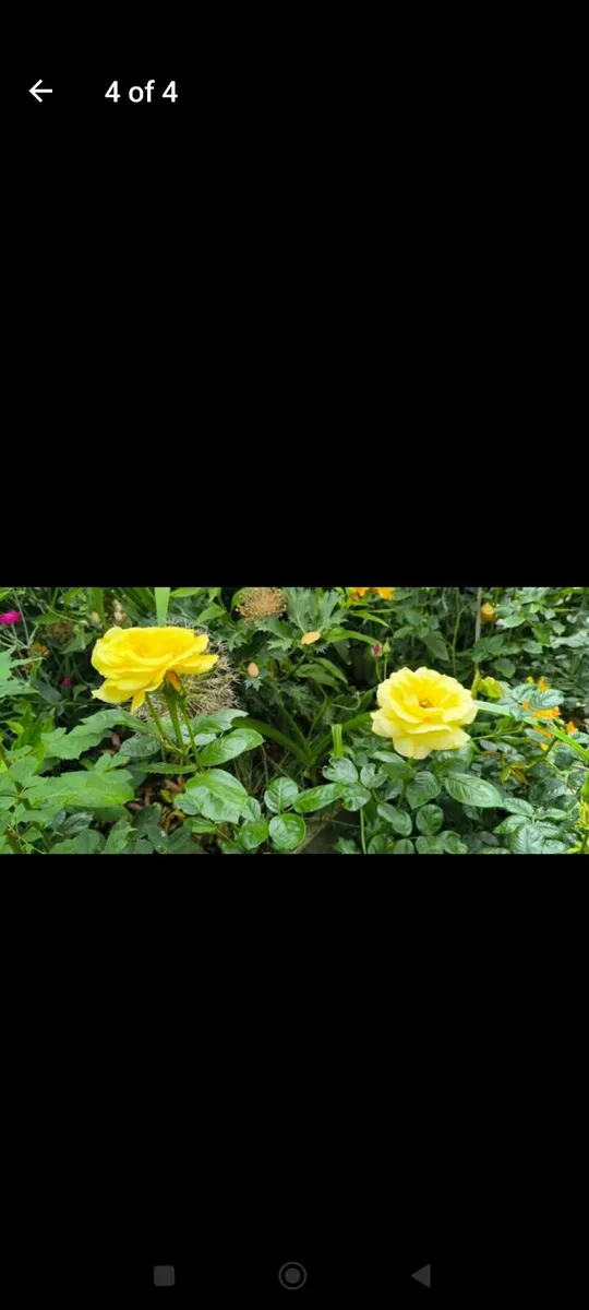 Garden plants - Image 4
