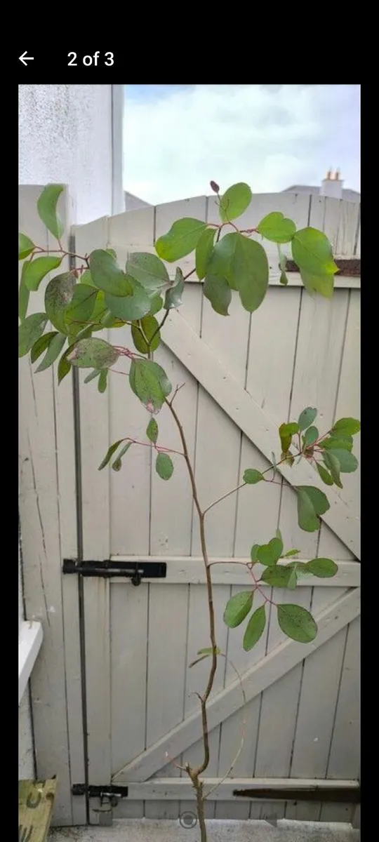 Garden plants - Image 1
