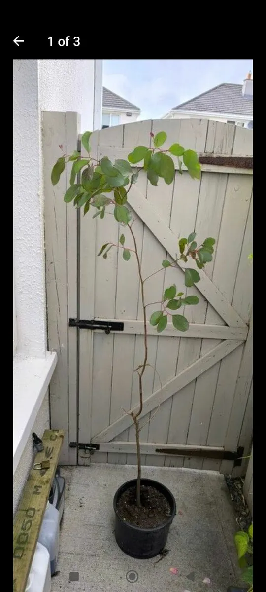 Garden plants - Image 2