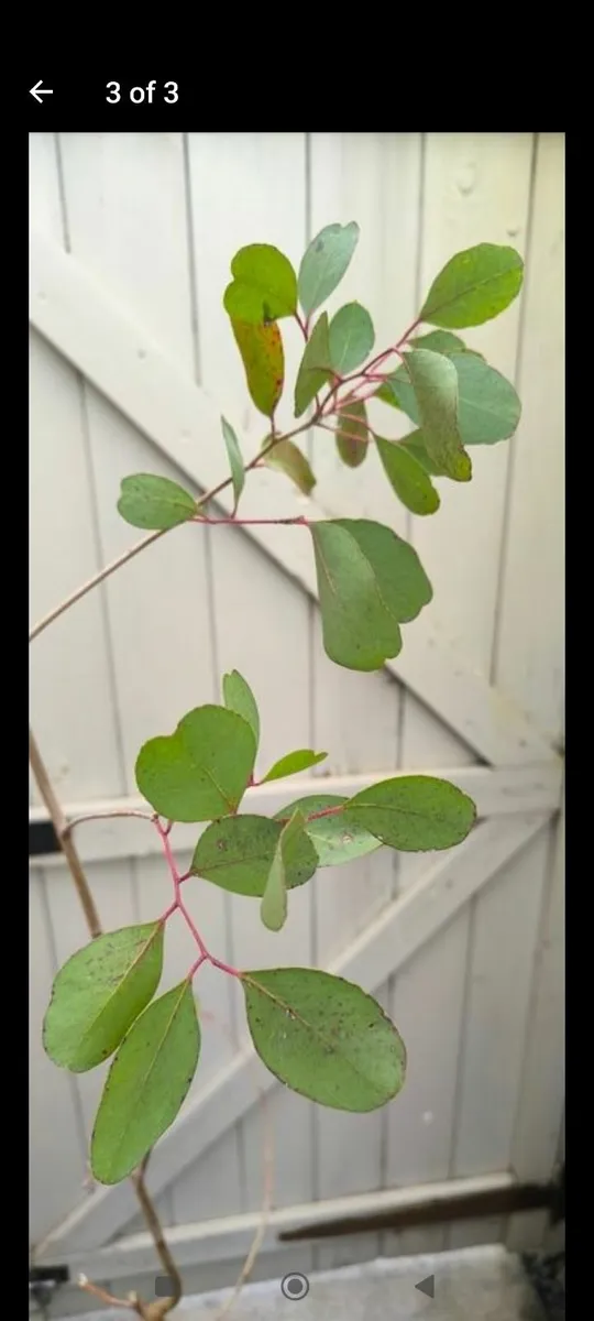 Garden plants - Image 3