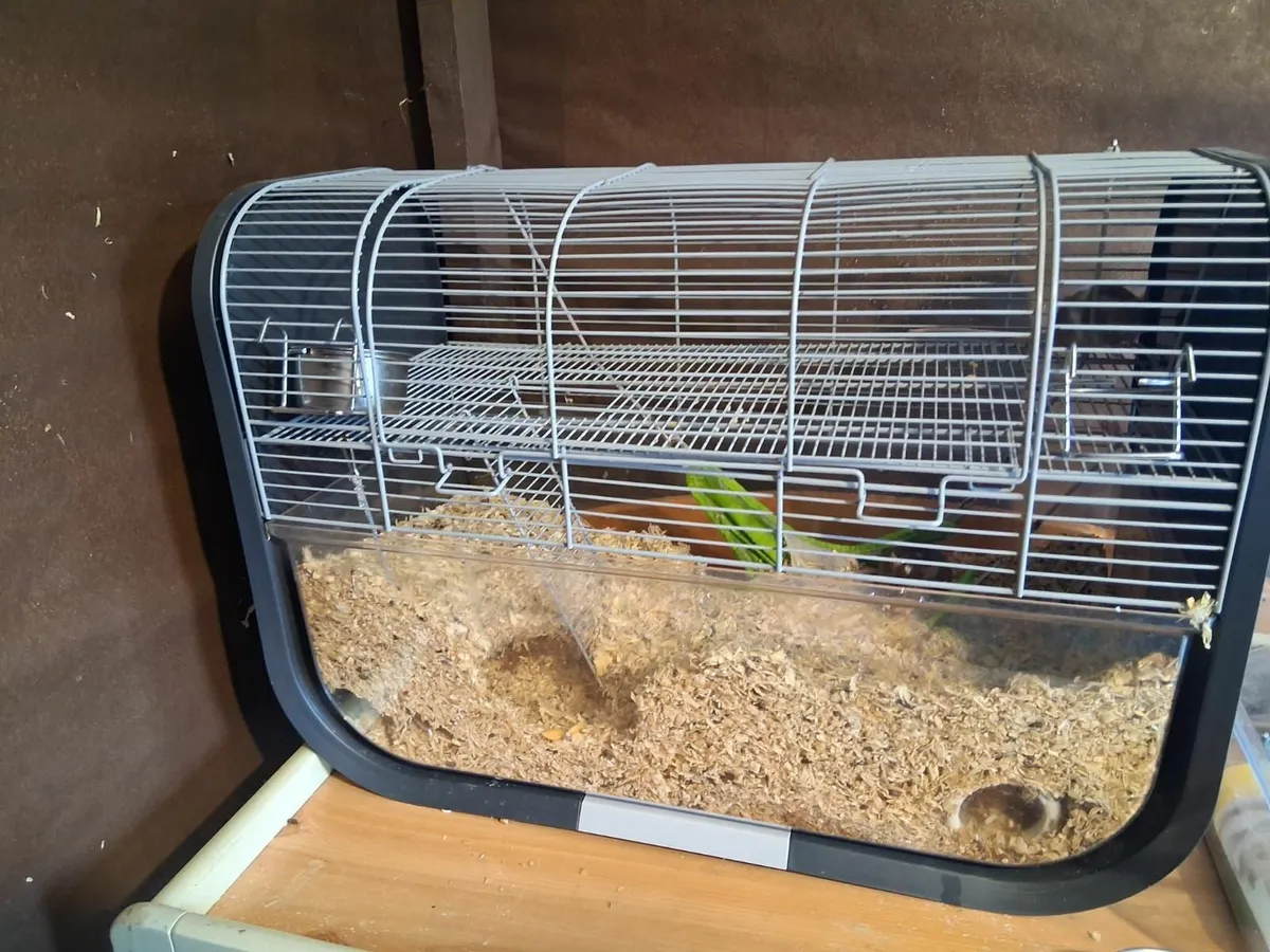 Mice - Image 3