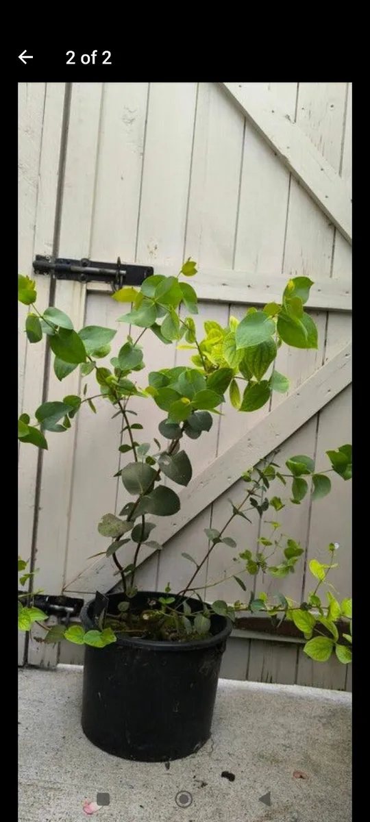 Garden plants - Image 1