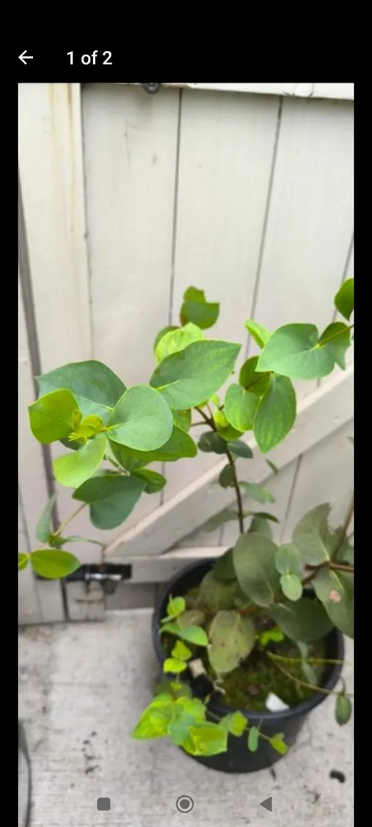 Garden plants - Image 2