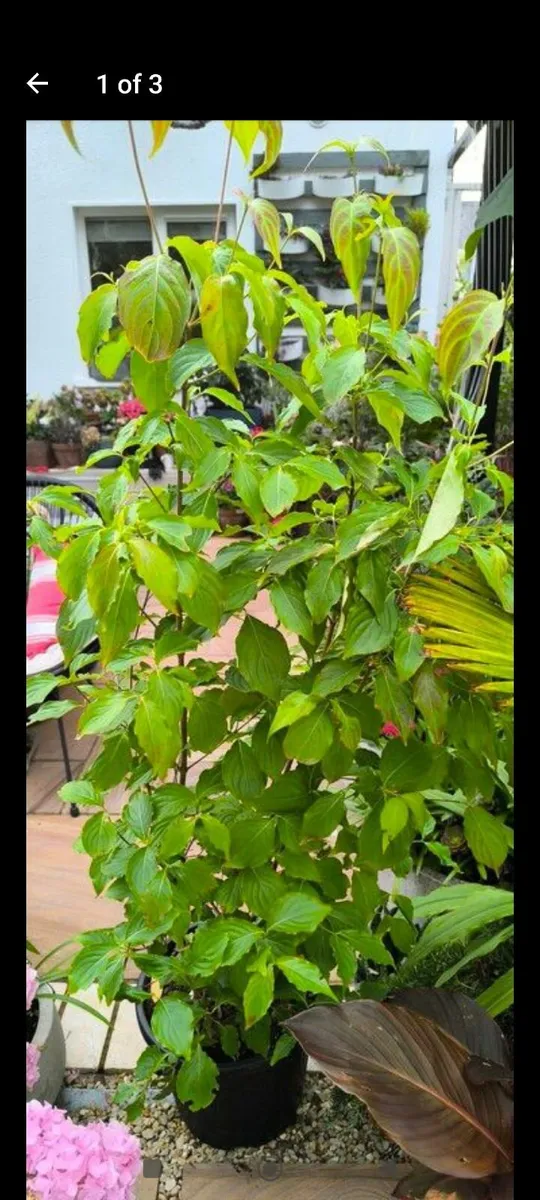 Garden plants - Image 1