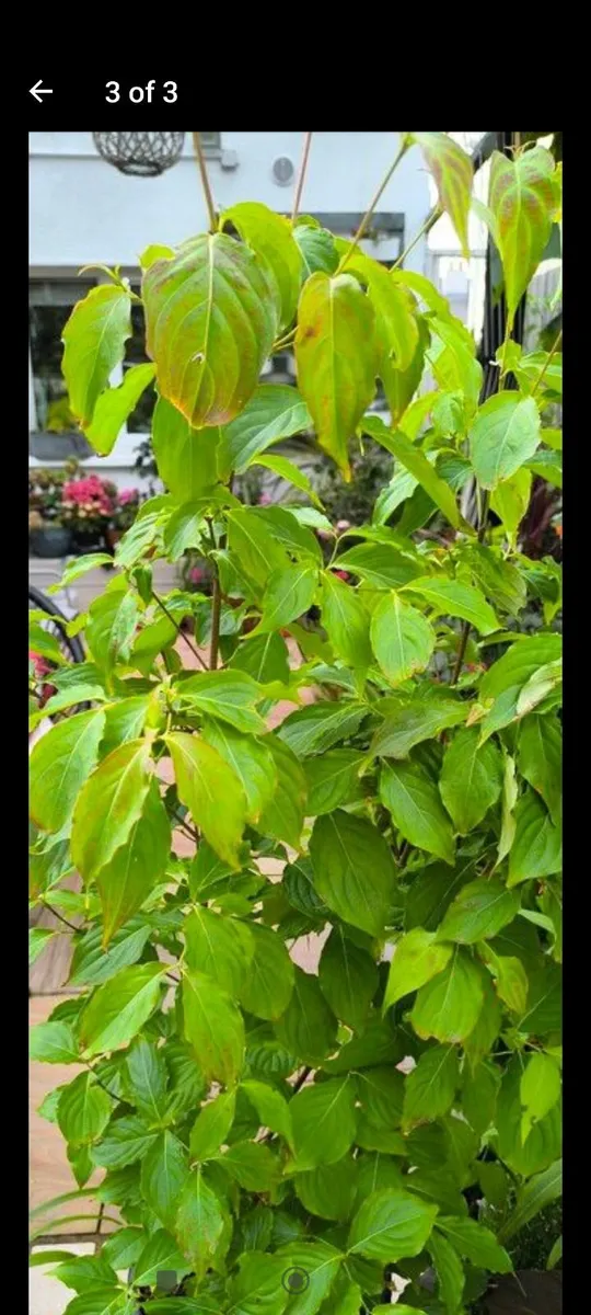 Garden plants - Image 2