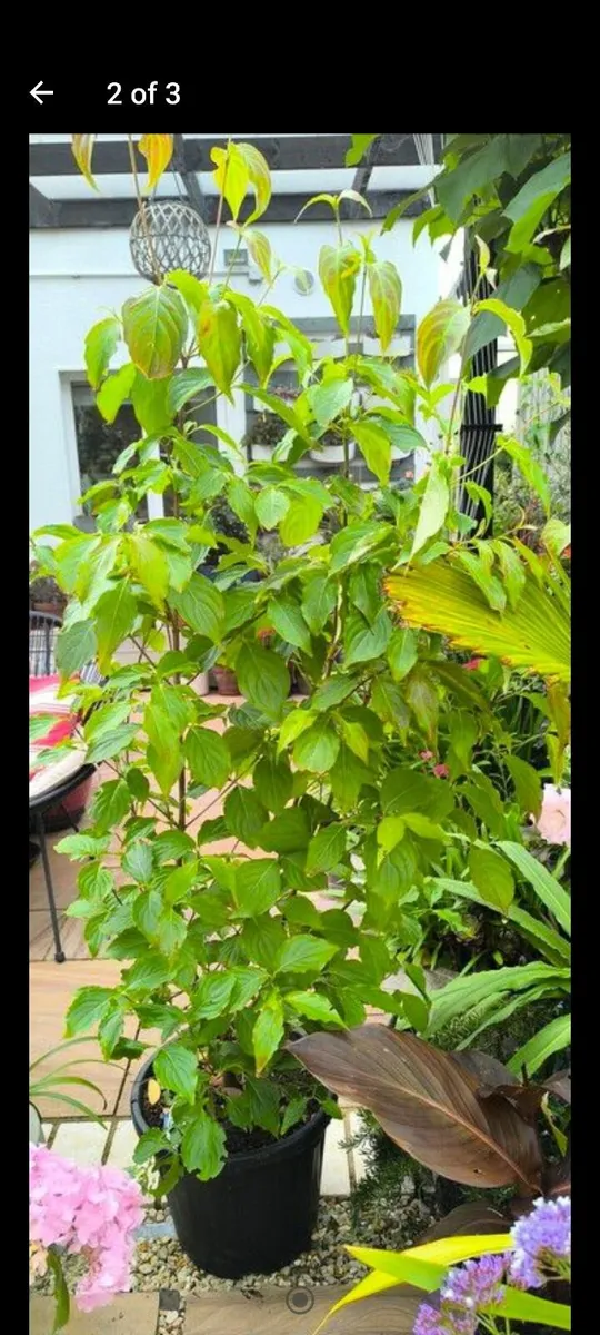 Garden plants - Image 3