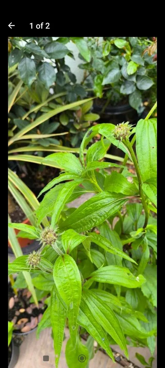Garden plants - Image 1