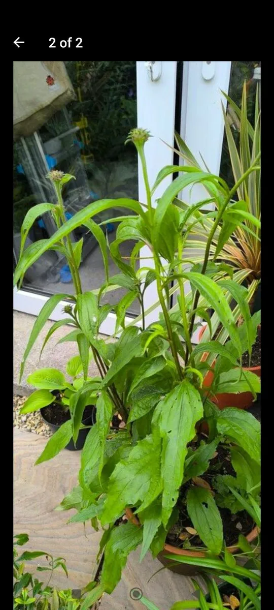 Garden plants - Image 2