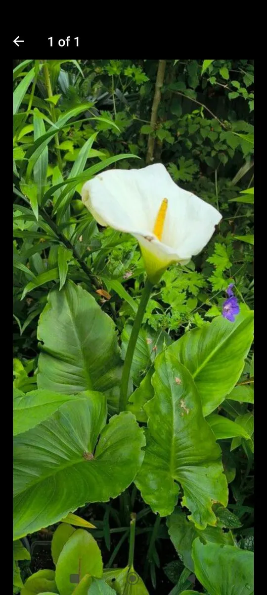 Garden plants