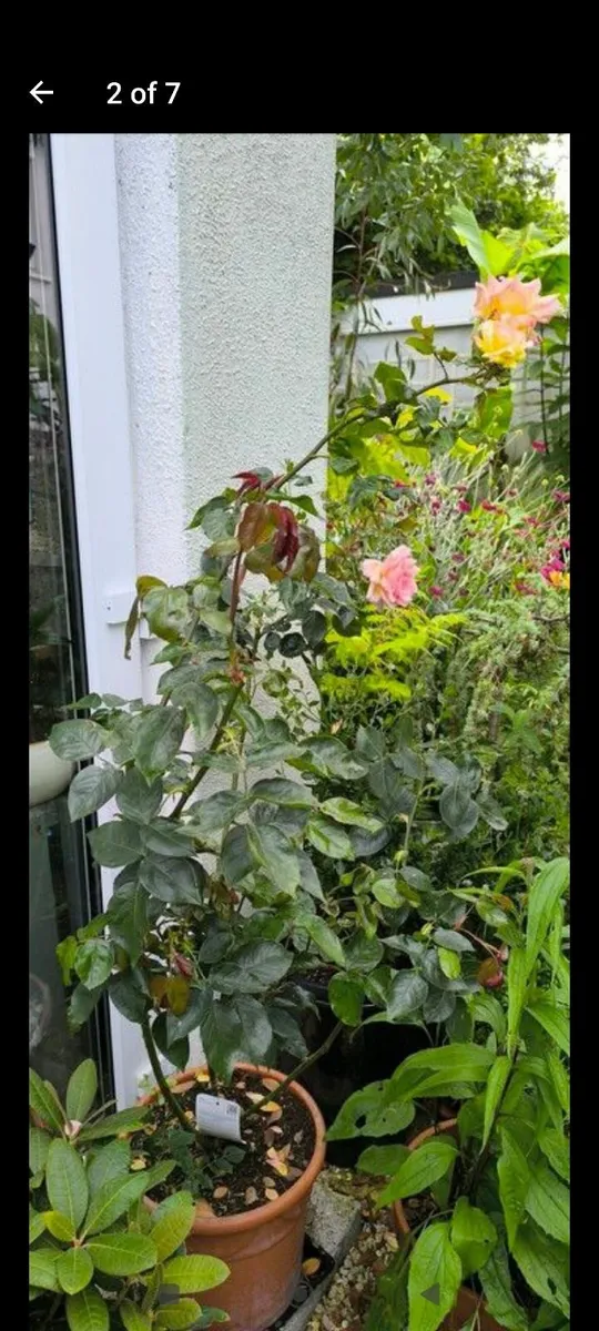 Garden plants - Image 1