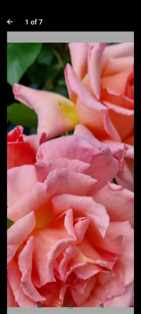 Garden plants - Image 2
