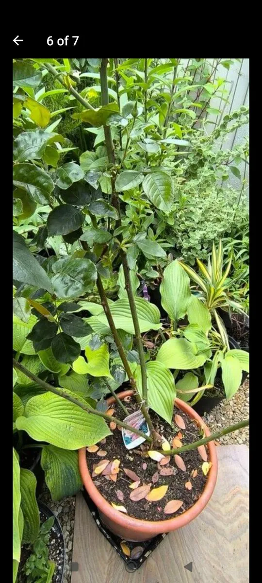 Garden plants - Image 3