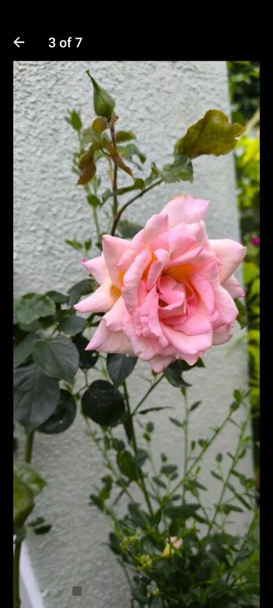 Garden plants - Image 4