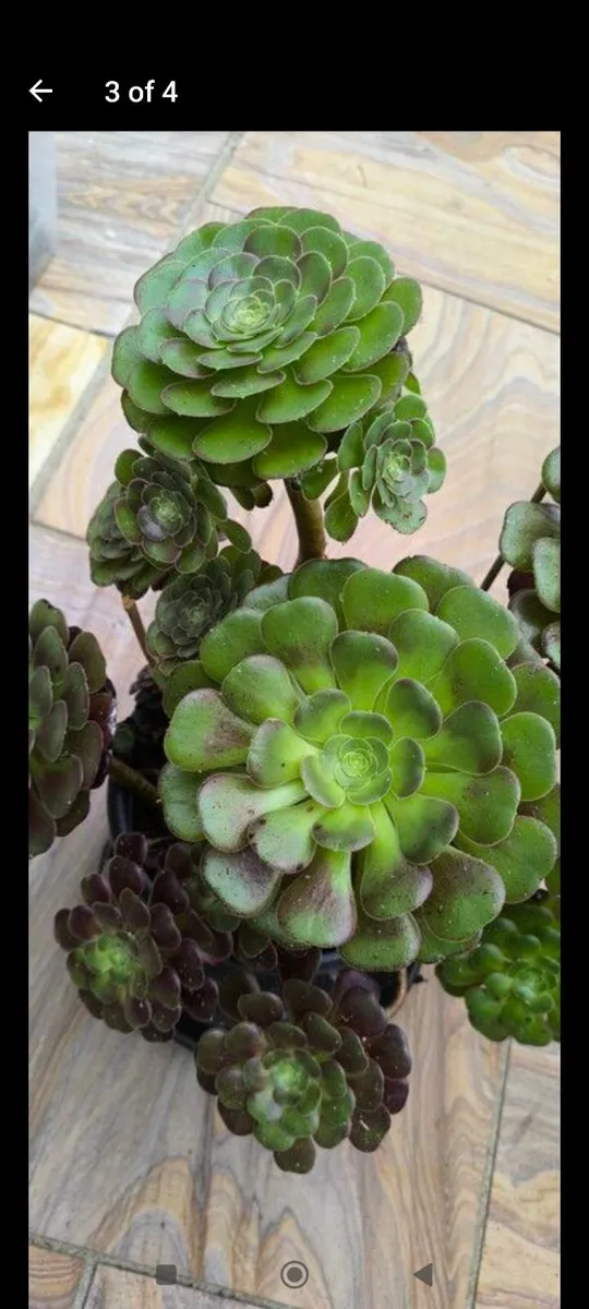 Garden plants - Image 1
