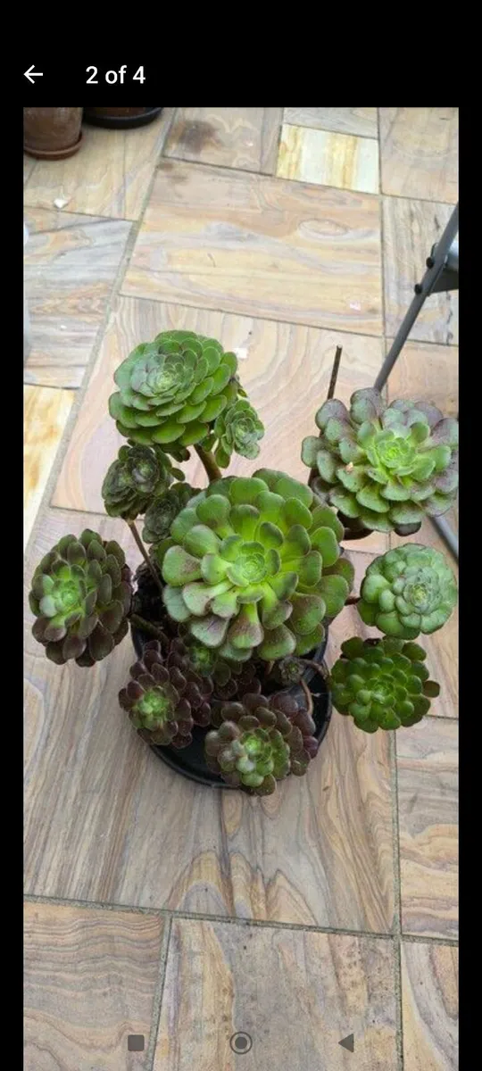 Garden plants - Image 2